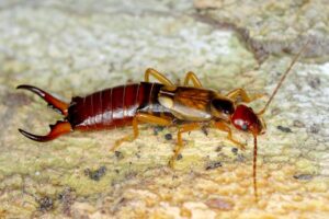 earwig pest control service